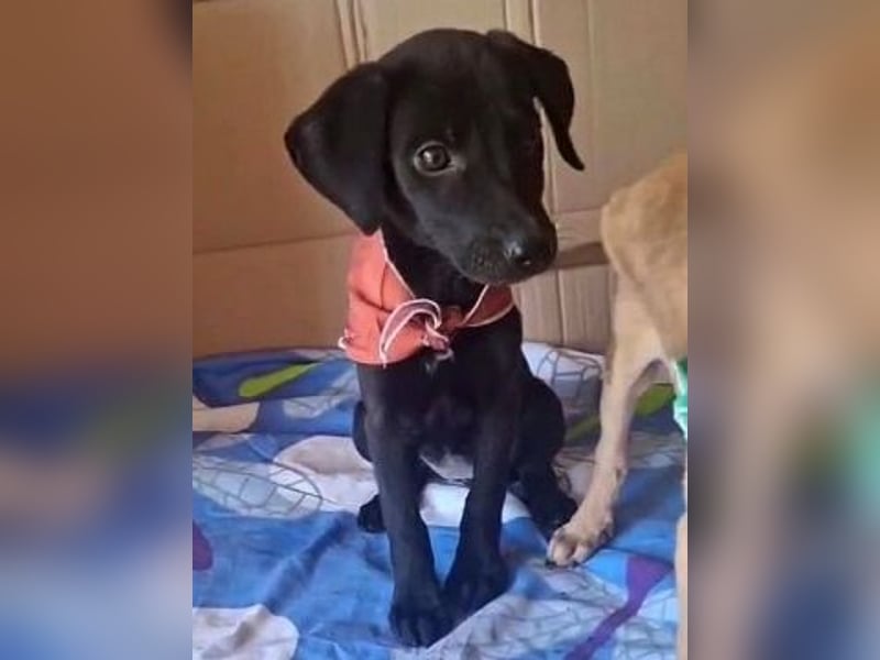 Eroica - Mini-Hundemädchen  sucht Familie
