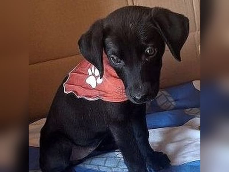 Eroica - Mini-Hundemädchen  sucht Familie