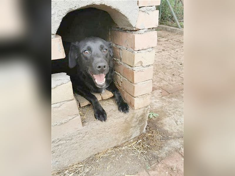 AMBRA, bildhübsche Maus. Der ideale Familienhund
