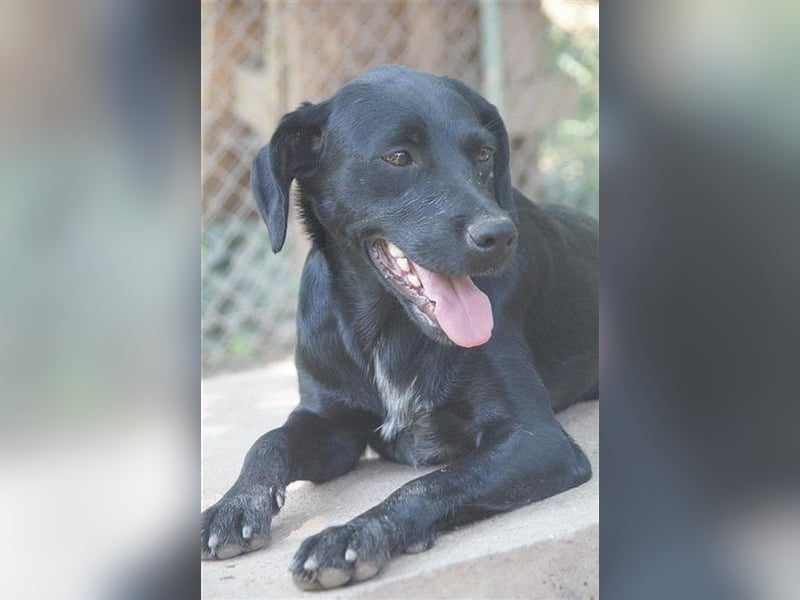 AMBRA, bildhübsche Maus. Der ideale Familienhund