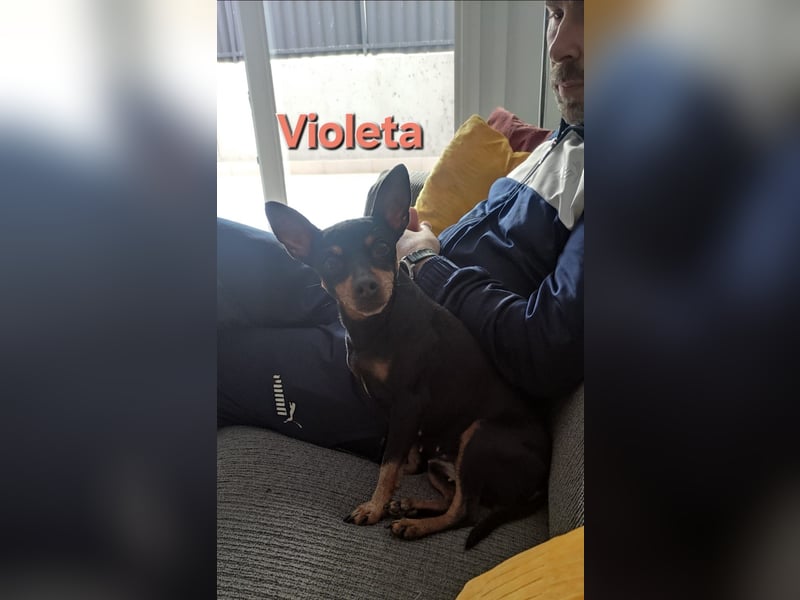 VIOLETA