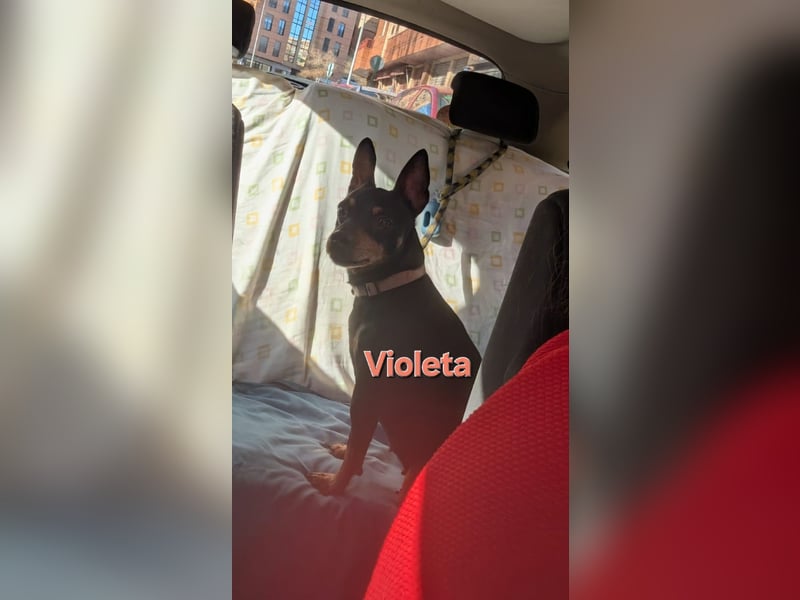 VIOLETA