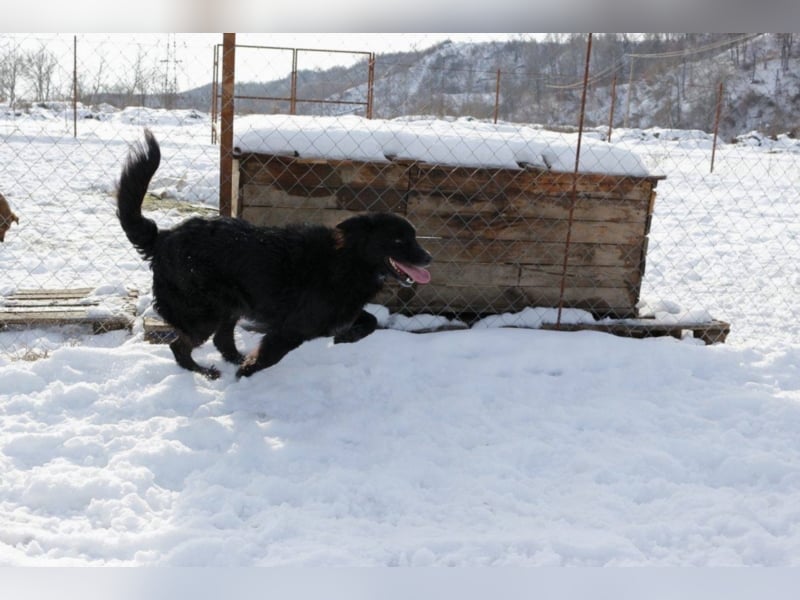 Amber sucht ein Zuhause
