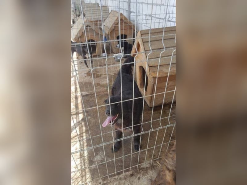 Amber sucht ein Zuhause