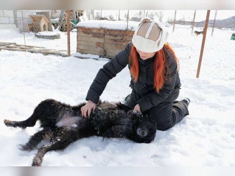 Amber sucht ein Zuhause