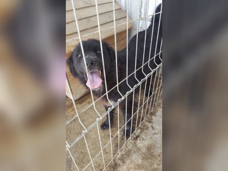 Amber sucht ein Zuhause