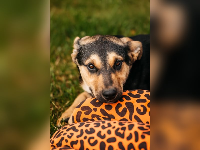 Neugierige BRUNYA sucht eine liebevolle Familie
