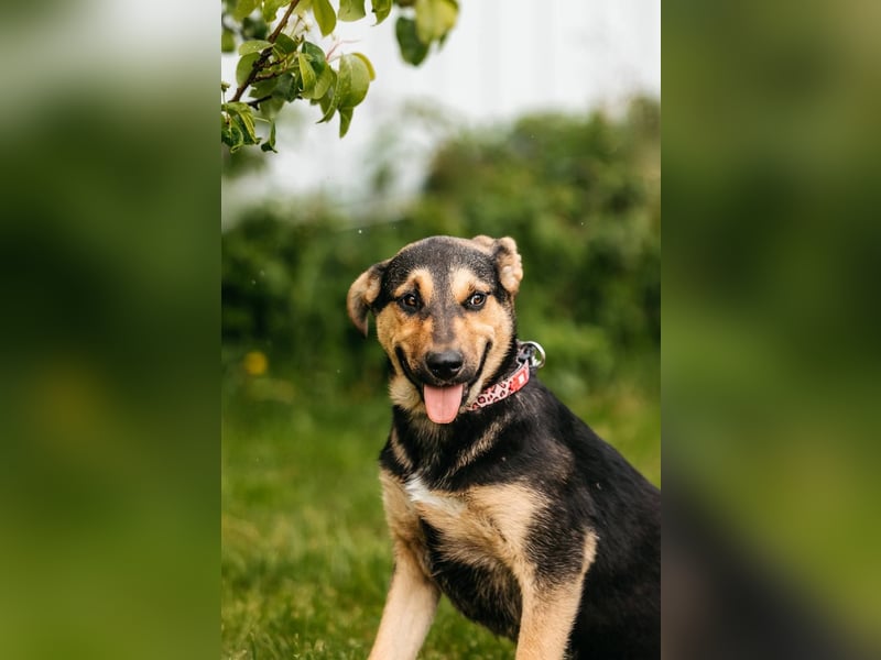 Neugierige BRUNYA sucht eine liebevolle Familie