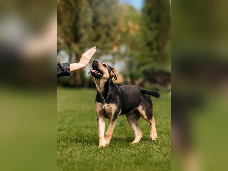 Neugierige BRUNYA sucht eine liebevolle Familie