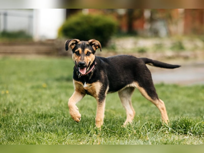 Neugierige BRUNYA sucht eine liebevolle Familie