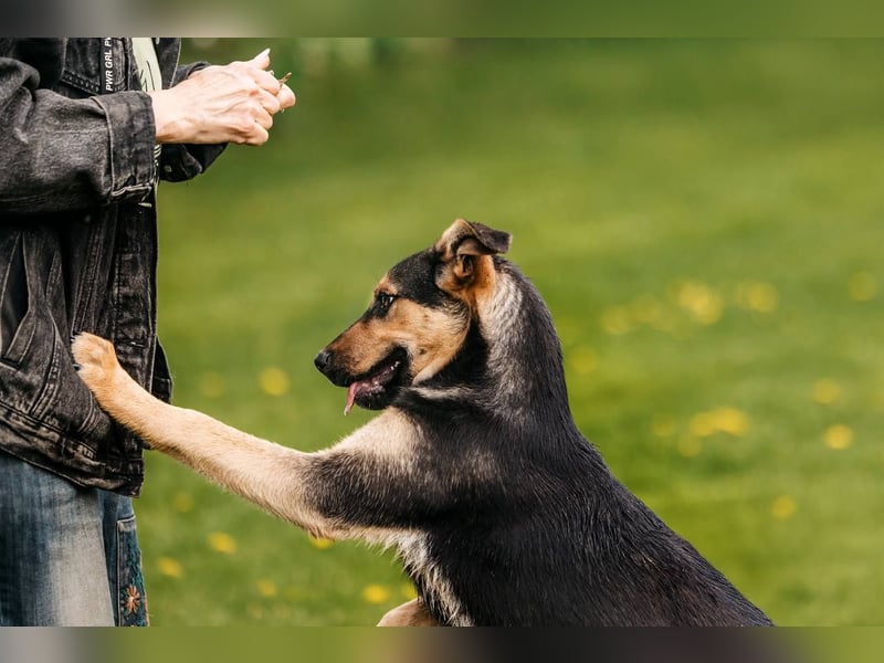 Neugierige BRUNYA sucht eine liebevolle Familie