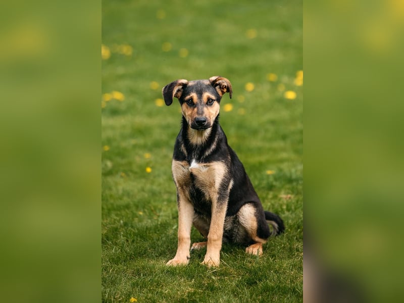 Neugierige BRUNYA sucht eine liebevolle Familie