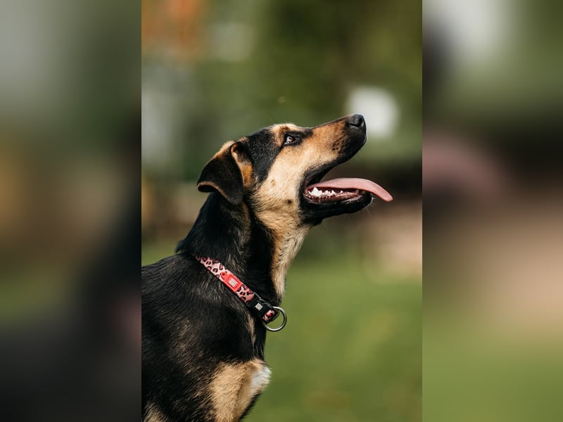 Neugierige BRUNYA sucht eine liebevolle Familie
