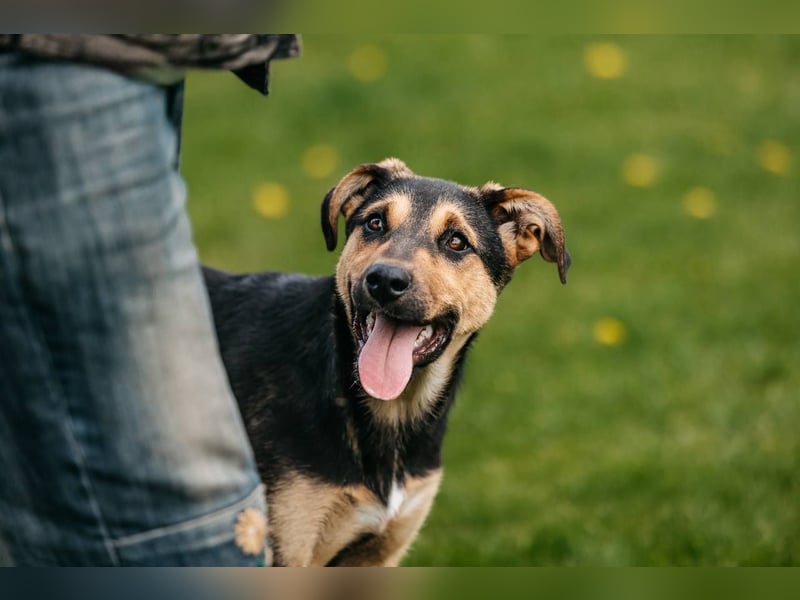 Neugierige BRUNYA sucht eine liebevolle Familie