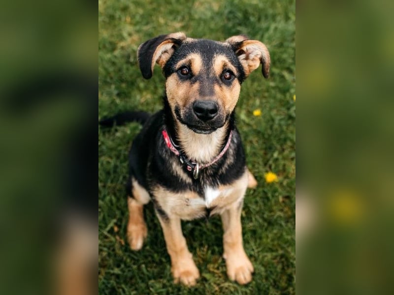 Neugierige BRUNYA sucht eine liebevolle Familie