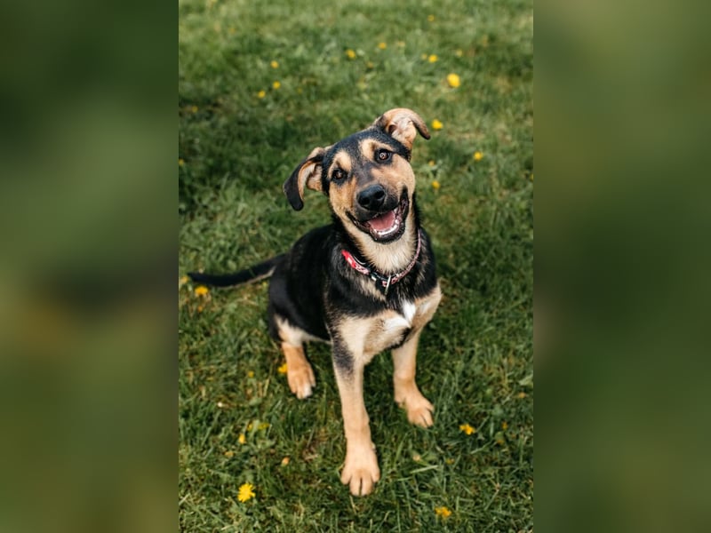 Neugierige BRUNYA sucht eine liebevolle Familie