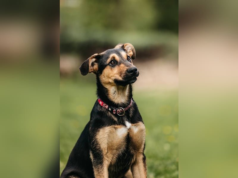 Neugierige BRUNYA sucht eine liebevolle Familie