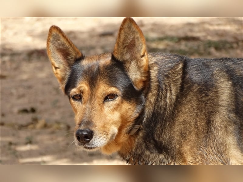 LAIKA lebte jahrelang mit anderen Hunden auf einem Industriegelände