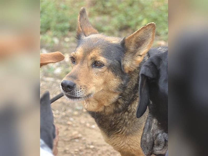 LAIKA lebte jahrelang mit anderen Hunden auf einem Industriegelände