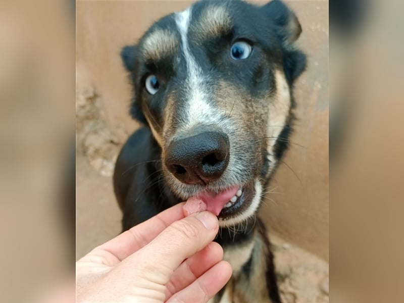 FARO, blauäugige Schönheit braucht Zeit zum Vertrauen