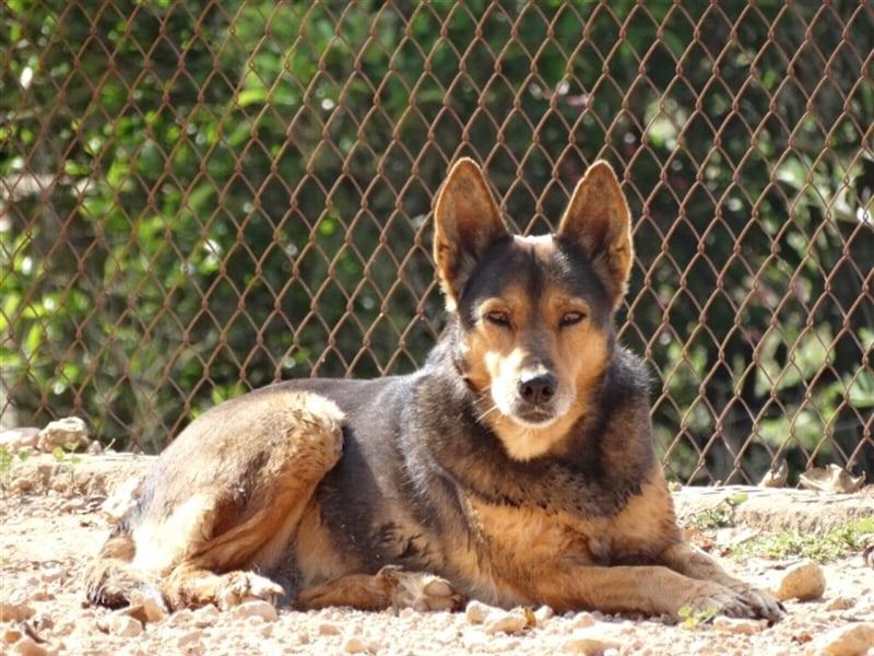LAIKA lebte jahrelang mit anderen Hunden auf einem Industriegelände