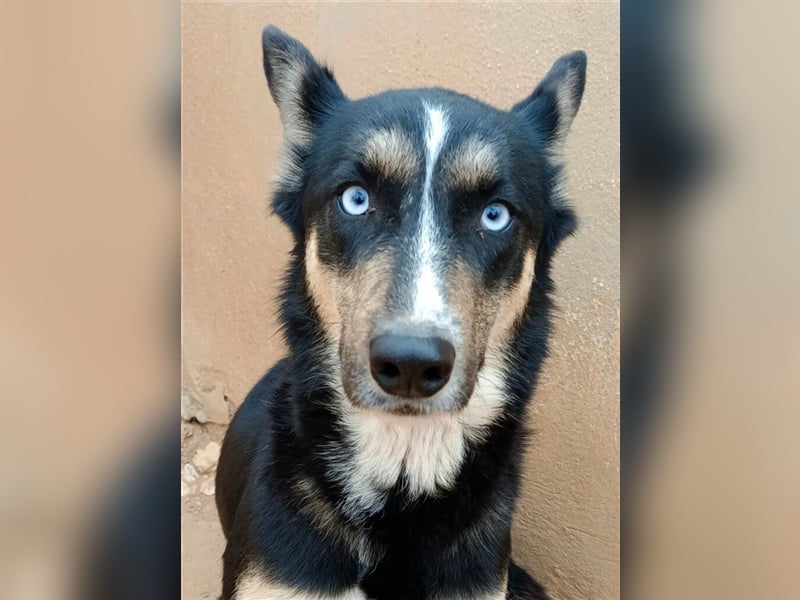 FARO, blauäugige Schönheit braucht Zeit zum Vertrauen