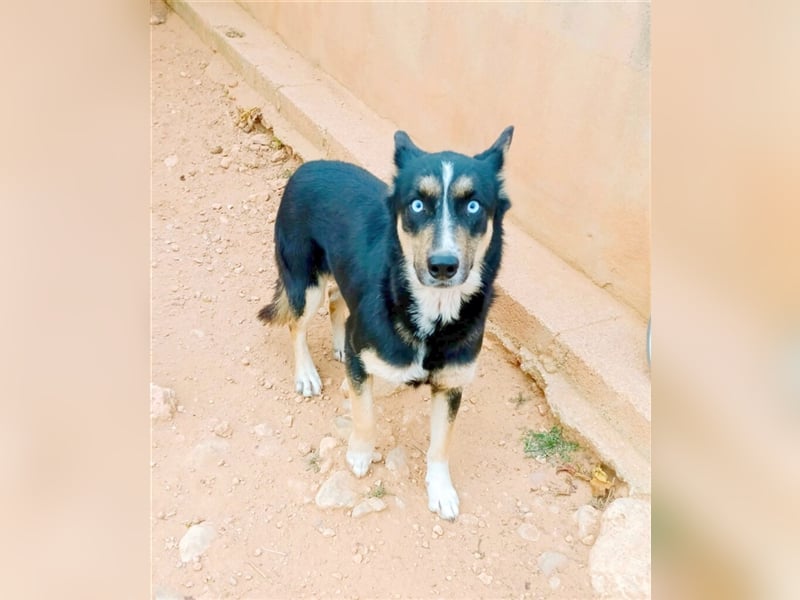 FARO, blauäugige Schönheit braucht Zeit zum Vertrauen