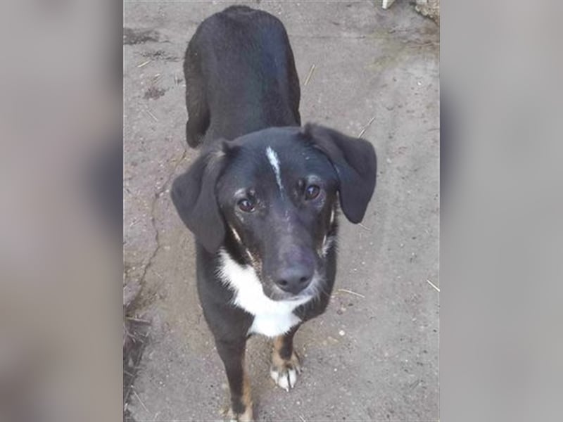 Ellie sucht ihre Herzensmenschen