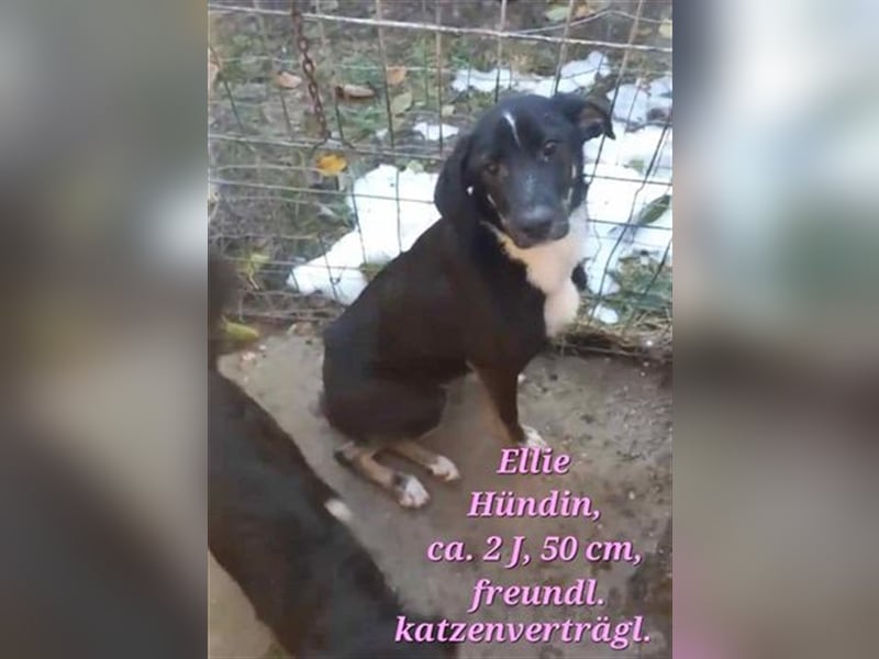 Ellie sucht ihre Herzensmenschen