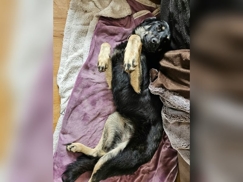 Smartee wartet auf ihre Familie ❤️
