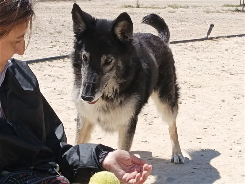 Cleissy – Border Collie Lady sucht ihre Bestimmung!