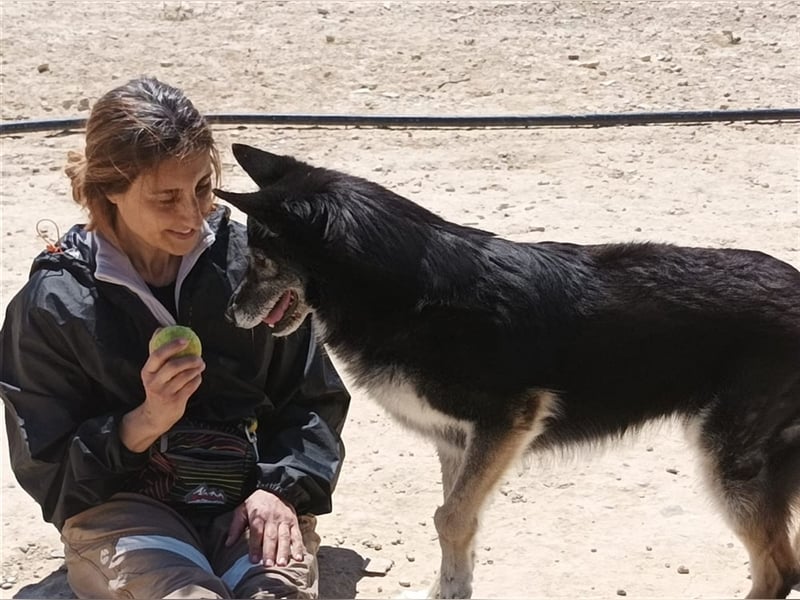 Cleissy – Border Collie Lady sucht ihre Bestimmung!