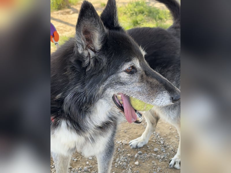 Cleissy – Border Collie Lady sucht ihre Bestimmung!