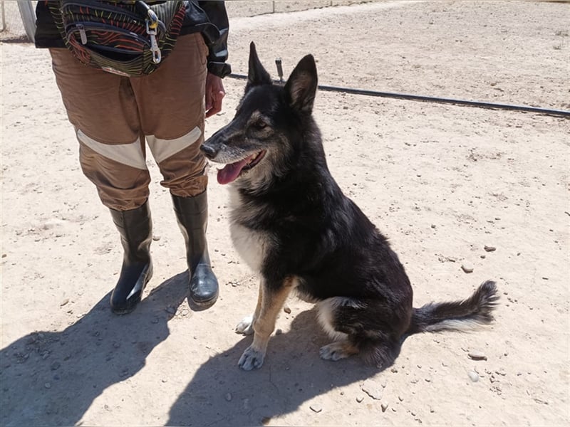 Cleissy – Border Collie Lady sucht ihre Bestimmung!
