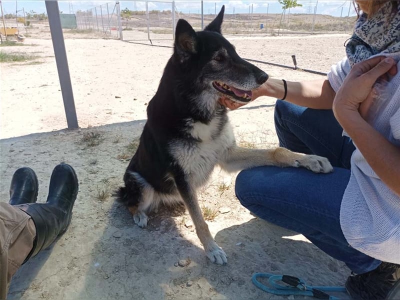 Cleissy – Border Collie Lady sucht ihre Bestimmung!