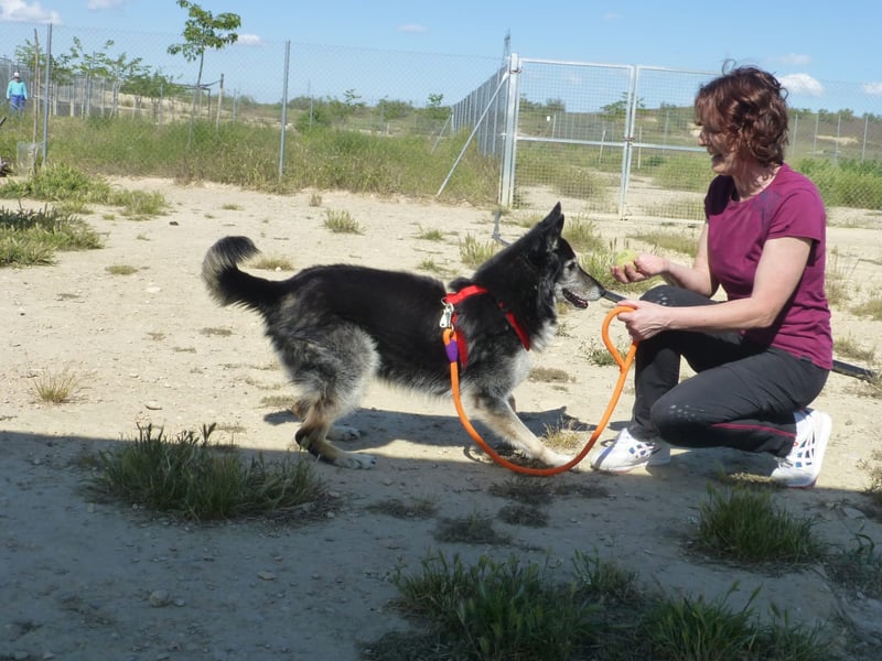 Cleissy – Border Collie Lady sucht ihre Bestimmung!