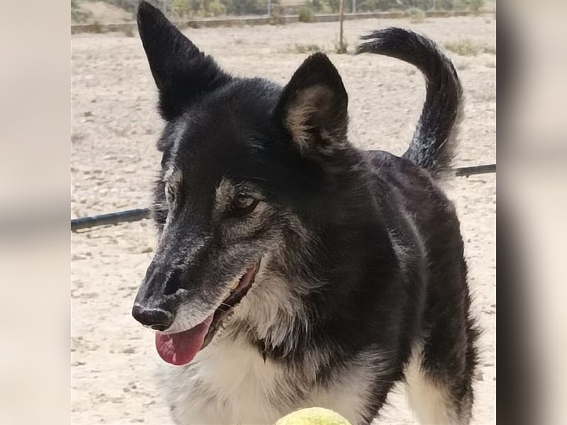 Cleissy – Border Collie Lady sucht ihre Bestimmung!