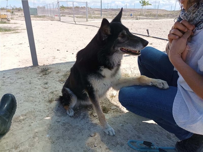 Cleissy – Border Collie Lady sucht ihre Bestimmung!