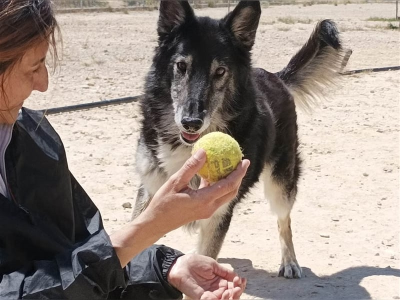 Cleissy – Border Collie Lady sucht ihre Bestimmung!