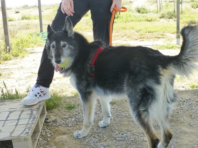 Cleissy – Border Collie Lady sucht ihre Bestimmung!