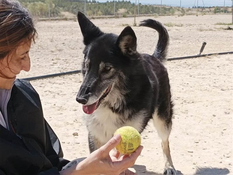 Cleissy – Border Collie Lady sucht ihre Bestimmung!