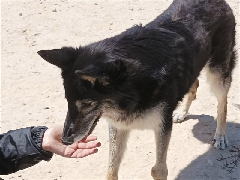 Cleissy – Border Collie Lady sucht ihre Bestimmung!