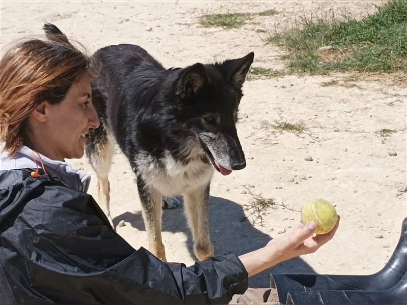 Cleissy – Border Collie Lady sucht ihre Bestimmung!