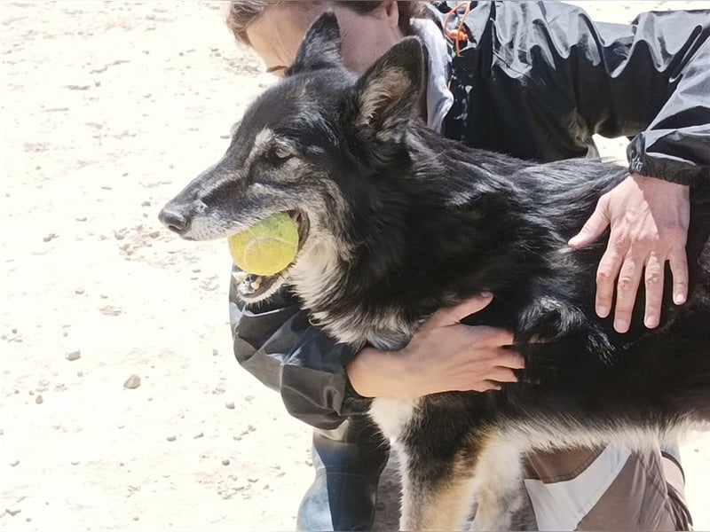 Cleissy – Border Collie Lady sucht ihre Bestimmung!