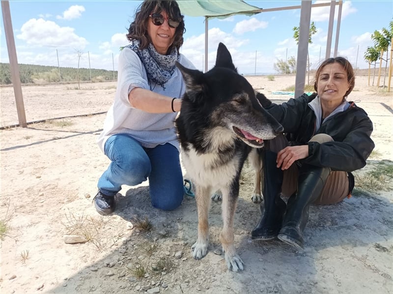 Cleissy – Border Collie Lady sucht ihre Bestimmung!