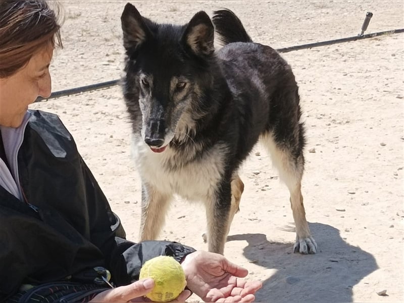 Cleissy – Border Collie Lady sucht ihre Bestimmung!