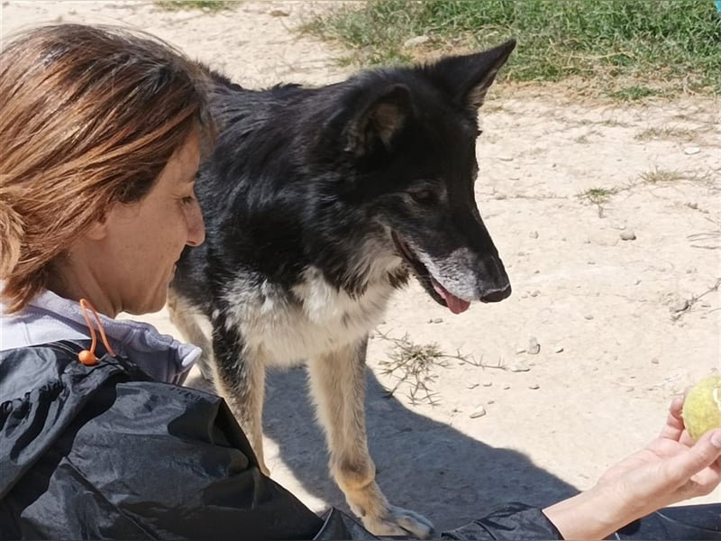 Cleissy – Border Collie Lady sucht ihre Bestimmung!