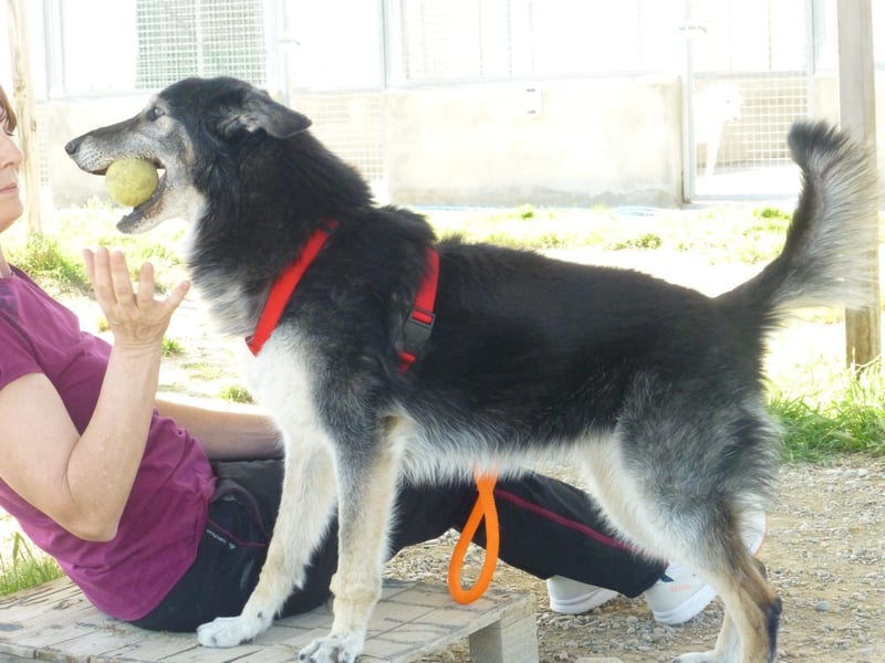 Cleissy – Border Collie Lady sucht ihre Bestimmung!