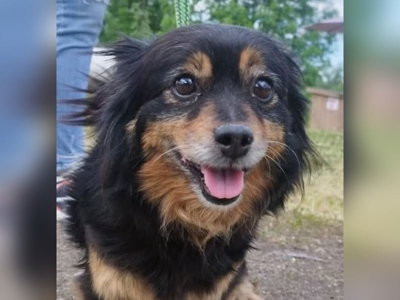 Pixel, eine niedliche und nette liebenswerte Hündin !