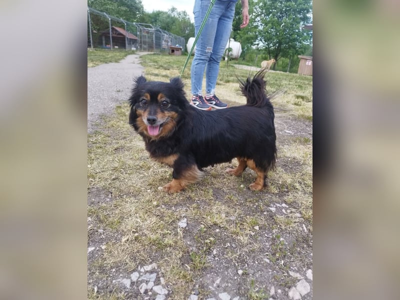 Pixel, eine niedliche und nette liebenswerte Hündin !